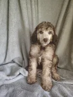 Sylvester , a male Poodle - Standard  for sale in Stoutland, MO – 4 of 5