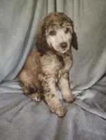 Sylvester , a male Poodle - Standard  for sale in Stoutland, MO – 2 of 5