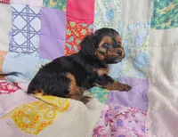 Nathaniel , a male Yorkipoo for sale in Stoutland, MO – 4 of 8