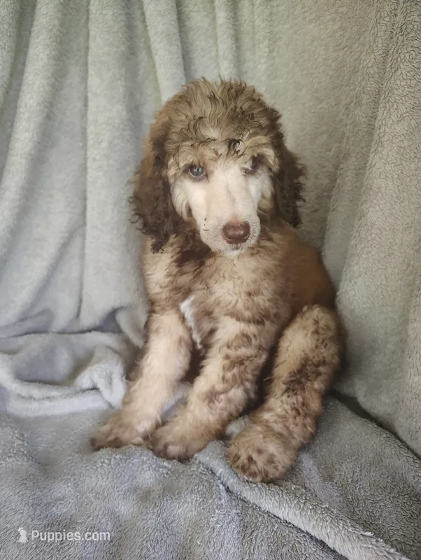 Sylvester  – Poodle - Standard  puppy for sale in Stoutland, MO