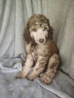 Sylvester , a male Poodle - Standard  for sale in Stoutland, MO – 1 of 5