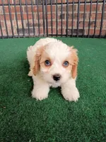 Tracie, a female Cavachon for sale in Stoutland, MO – 9 of 10