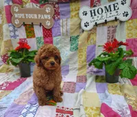 Simon, a male Poodle - Miniature  for sale in Stoutland, MO – 3 of 4
