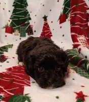Henry , a male Havapoo for sale in Stoutland, MO – 4 of 8