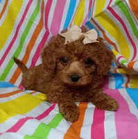 Reba, a female Cavapoo for sale in Stoutland, MO – 1 of 4