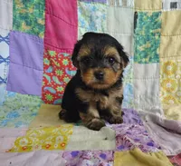 Nick, a male Maltipoo and Yorkshire Terrier for sale in Stoutland, MO – 8 of 9
