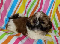 Camden, a male Shih Tzu for sale in Stoutland, MO – 3 of 4