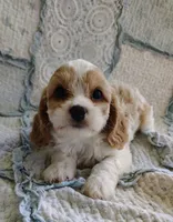 Taylor, a female Cavachon for sale in Stoutland, MO – 8 of 9
