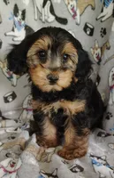 Daniel, a male Yorkipoo for sale in Stoutland, MO – 5 of 9