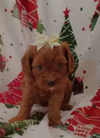 Laura, a female Cavapoo for sale in Stoutland, MO – 7 of 8