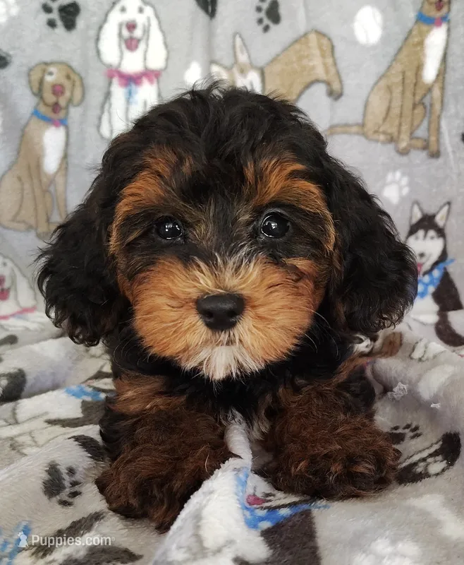 Samuel – Yorkipoo puppy for sale in Stoutland, MO