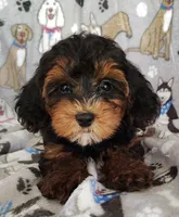 Samuel, a male Yorkipoo for sale in Stoutland, MO – 1 of 8