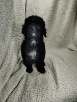 Alex, a male Cavapoo for sale in Stoutland, MO – Photo 1 of 5