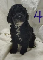Alex, a male Cavapoo for sale in Stoutland, MO – Photo 1 of 5