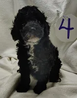 Alex, a male Cavapoo for sale in Stoutland, MO – Photo 2 of 5