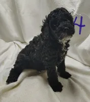 Alex, a male Cavapoo for sale in Stoutland, MO – Photo 4 of 5