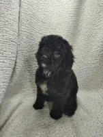 Alex, a male Cavapoo for sale in Stoutland, MO – Photo 4 of 5