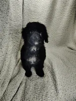 Alex, a male Cavapoo for sale in Stoutland, MO – Photo 5 of 5