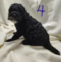 Alex, a male Cavapoo for sale in Stoutland, MO – Photo 5 of 5