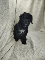 Alex, a male Cavapoo for sale in Stoutland, MO – Photo 2 of 5