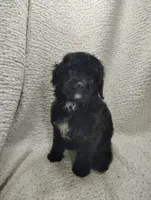 Alex, a male Cavapoo for sale in Stoutland, MO – Photo 3 of 5