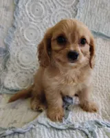 Tyler, a male Cavachon for sale in Stoutland, MO – 3 of 4