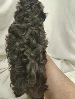 Cady, a female Shihpoo for sale in Stoutland, MO – Photo 4 of 4