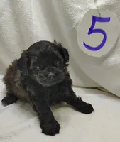 Cady, a female Shihpoo for sale in Stoutland, MO – Photo 3 of 5