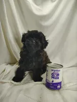 Cady, a female Shihpoo for sale in Stoutland, MO – Photo 3 of 4