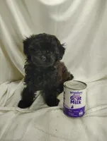 Cady, a female Shihpoo for sale in Stoutland, MO – Photo 2 of 4