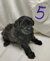 Cady, a female Shihpoo for sale in Stoutland, MO – Photo 5 of 5