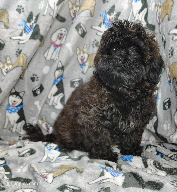 Cady – Shihpoo puppy for sale in Stoutland, MO