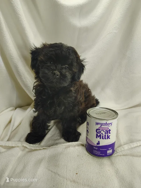 Cady – Shihpoo puppy for sale in Stoutland, MO