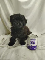 Cady, a female Shihpoo for sale in Stoutland, MO – Photo 1 of 4