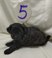 Cady, a female Shihpoo for sale in Stoutland, MO – Photo 1 of 5