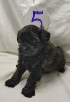 Cady, a female Shihpoo for sale in Stoutland, MO – Photo 2 of 5