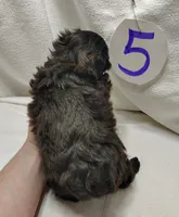 Cady, a female Shihpoo for sale in Stoutland, MO – Photo 4 of 5