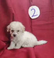 Bailey, a male Bichpoo for sale in Stoutland, MO – Photo 3 of 7