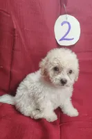 Bailey, a male Bichpoo for sale in Stoutland, MO – Photo 6 of 7