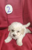 Bailey, a male Bichpoo for sale in Stoutland, MO – Photo 5 of 7