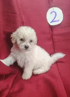 Bailey, a male Bichpoo for sale in Stoutland, MO – Photo 7 of 7