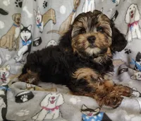 Cici, a female Yorkipoo for sale in Stoutland, MO – 3 of 7