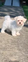 Luna’s boy, a male Maltese for sale in Wilkesboro, NC – 2 of 3