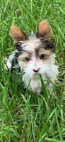 Bunny’s boy, a male Yorkshire Terrier for sale in Wilkesboro, NC – 3 of 5