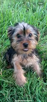 Dot’s Girl, a female Yorkshire Terrier for sale in Wilkesboro, NC – 3 of 3