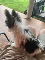 Bunny’s boy, a male Yorkshire Terrier for sale in Wilkesboro, NC – 5 of 5