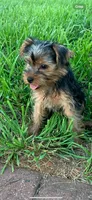 Dot’s Girl, a female Yorkshire Terrier for sale in Wilkesboro, NC – 2 of 3