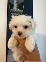 Luna’s Girl 1, a female Maltese for sale in Wilkesboro, NC – 2 of 2