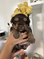 Dot’s Girl, a female Yorkshire Terrier for sale in Wilkesboro, NC – 4 of 6