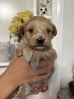 Rosie’s Girl, a female Maltese and Poodle - Toy  for sale in Wilkesboro, NC – 2 of 2